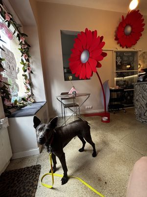 Dog-friendly place   at Kostki in Warsaw