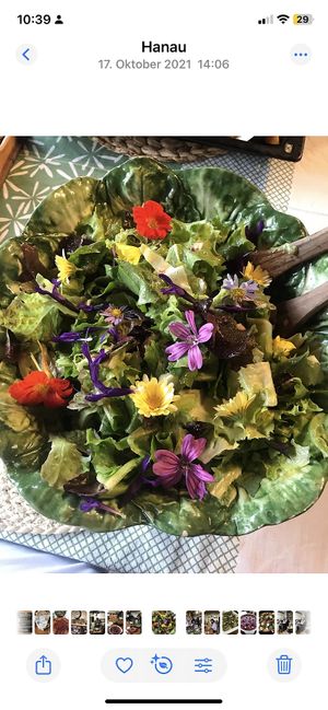 Frischer Salat mit Blüten aus dem Garten   at Krauterpension am Wald in Hanau