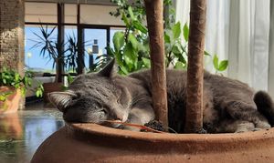 pet friendly at Hotel Korinjak in Veli Iz