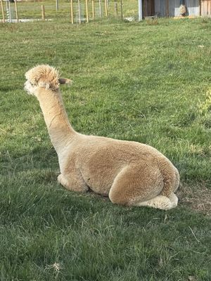   at The Remarkable Cookie in Queenstown