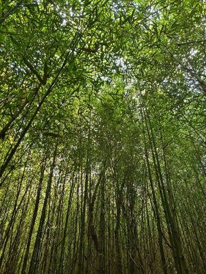 Floresta de bambus at Pousada Rural Marabu in Rolandia