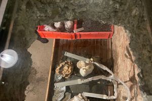 Die Weinstube: 
Below the restaurant there is a cellar where all kinds of mushrooms are grown. Through a glass window in the floor we could see the manager harvesting the mushroom at Hotel Nicolay in Zeltingen-rachtig