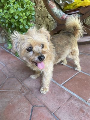 One of the lovely dogs YoYo  at B&B La Villa in Emilia-romagna