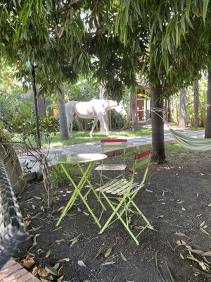 Horse by the pool  at B&B La Villa in Emilia-romagna