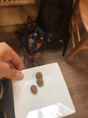 Dog treats! (There were more but he ate them right away😋) at Veganda in Padua