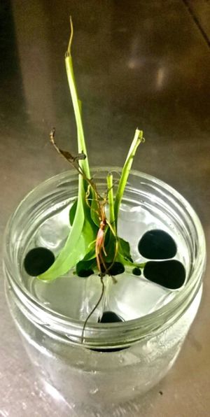 piantagine e gin  at Soda in Alba