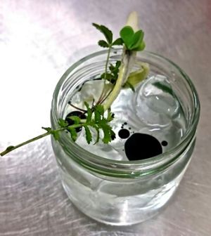 vodka e radici  at Soda in Alba