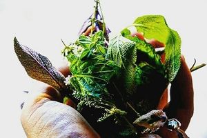 foraging at Soda in Alba