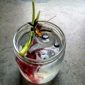 pink lemonade at Soda in Alba