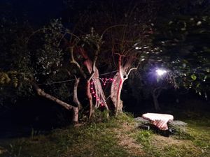  at Trattoria Gracco in Emilia-romagna