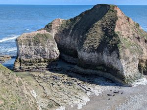 Seals at the Drinking Dinosaur, Flamborough at Kittiwake Cottage Bempton in Bempton