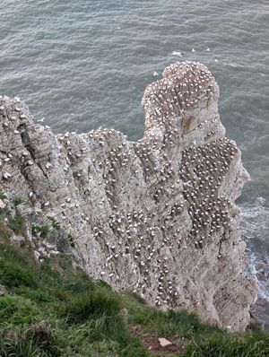 at Kittiwake Cottage Bempton in Bempton