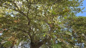  at Platanos Tavern in Skopelos