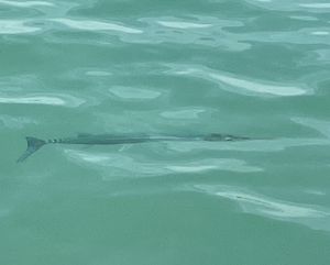 One of the many gar we saw swimming by while we ate  at Leaf Eaters Cafe in Bocas Del Toro