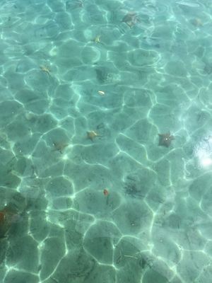   at Leaf Eaters Cafe in Bocas Del Toro