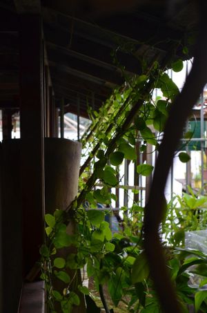 Leaf eaters Fresh Spinach garden  at Leaf Eaters Cafe in Bocas Del Toro