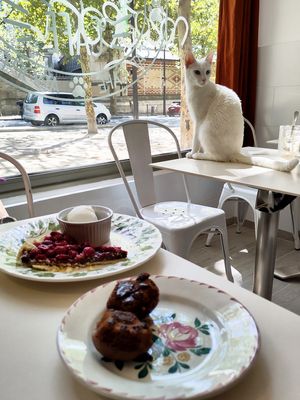 Cat + cakes at Chat-Rivari Café in Paris