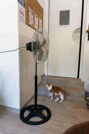 Cat  at Chat-Rivari Café in Paris