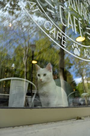   at Chat-Rivari Café in Paris
