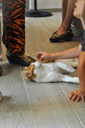   at Chat-Rivari Café in Paris