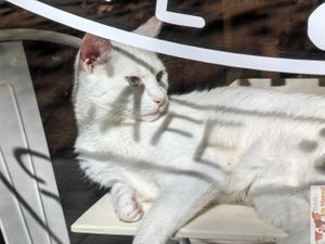 Cat at Chat-Rivari Café in Paris