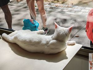 Cat in Adoption at Chat-Rivari Café in Paris