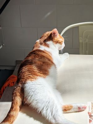 Cat in Adoption at Chat-Rivari Café in Paris