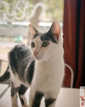 Cat in adoption at Chat-Rivari Café in Paris