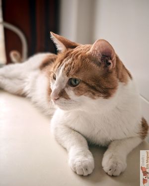 Cat in adoption at Chat-Rivari Café in Paris