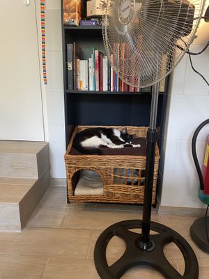   at Chat-Rivari Café in Paris