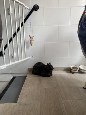   at Chat-Rivari Café in Paris