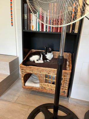 Gato em uma caminha at Chat-Rivari Café in Paris