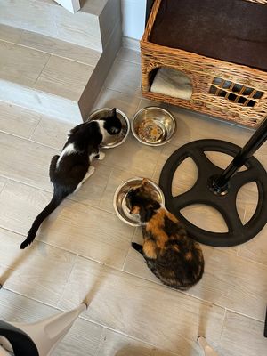 Gatos comendo at Chat-Rivari Café in Paris
