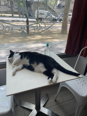   at Chat-Rivari Café in Paris