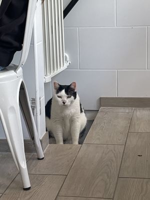   at Chat-Rivari Café in Paris
