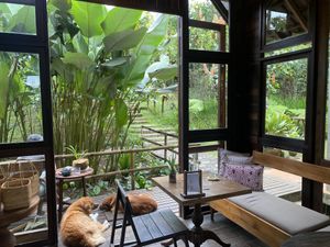 Local dogs  at Talasi Estate at Batukaru Bali in Kabupaten Tabanan