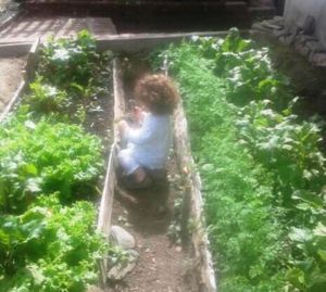 Clean harvest fresh vegetables from our garden at Caminito Cafe in Quindio