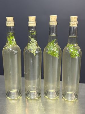   at Feast of Eden Fermentary  in Sedgefield