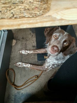 Kahlua enjoyed it also :) at Moehren Milieu Eco Cafe in Mainz