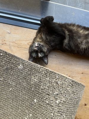   at Cafe Schnurrke in Cologne