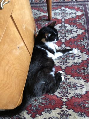   at Cafe Schnurrke in Cologne