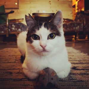 Cleo, a diva in furr and absolutely lovely at Cafe Schnurrke in Cologne