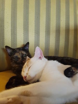 Freddy and Lora, two of the four cats at Cafe Schnurrke in Cologne