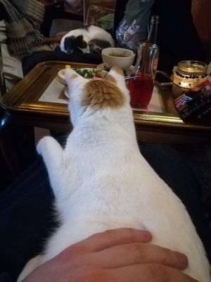 Cattos did this voluntarily. First time they ever saw us :o at Cafe Schnurrke in Cologne