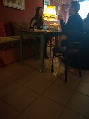 One of the cats at Cafe Schnurrke in Cologne