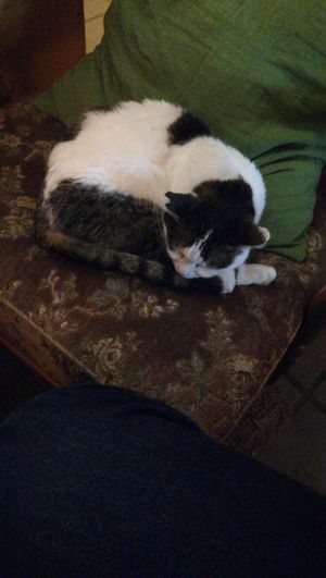 Couldn't sit on my actual seat at first cause I didn't want to wake the catto?Grabbed another chair instead :) at Cafe Schnurrke in Cologne