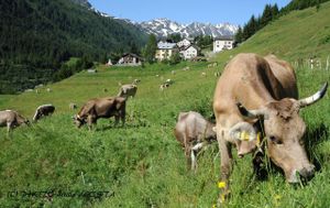 BEDRETTO VALLEY at Chalet Stella Alpina in Bedretto