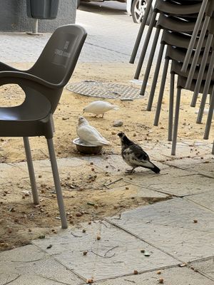   at Vegan Rock in Sevilla