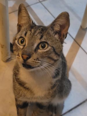 the café kitty😍 at Dawn on the Amazon Cafe in Iquitos
