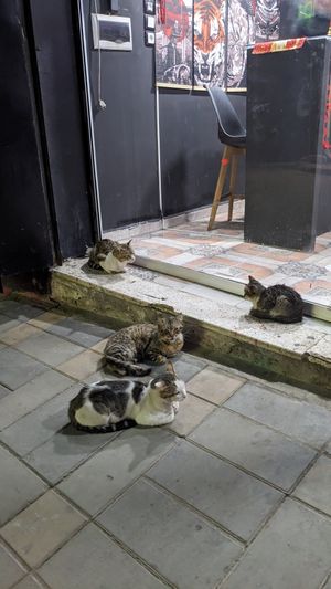  at Sushi Tatsumi in Blida